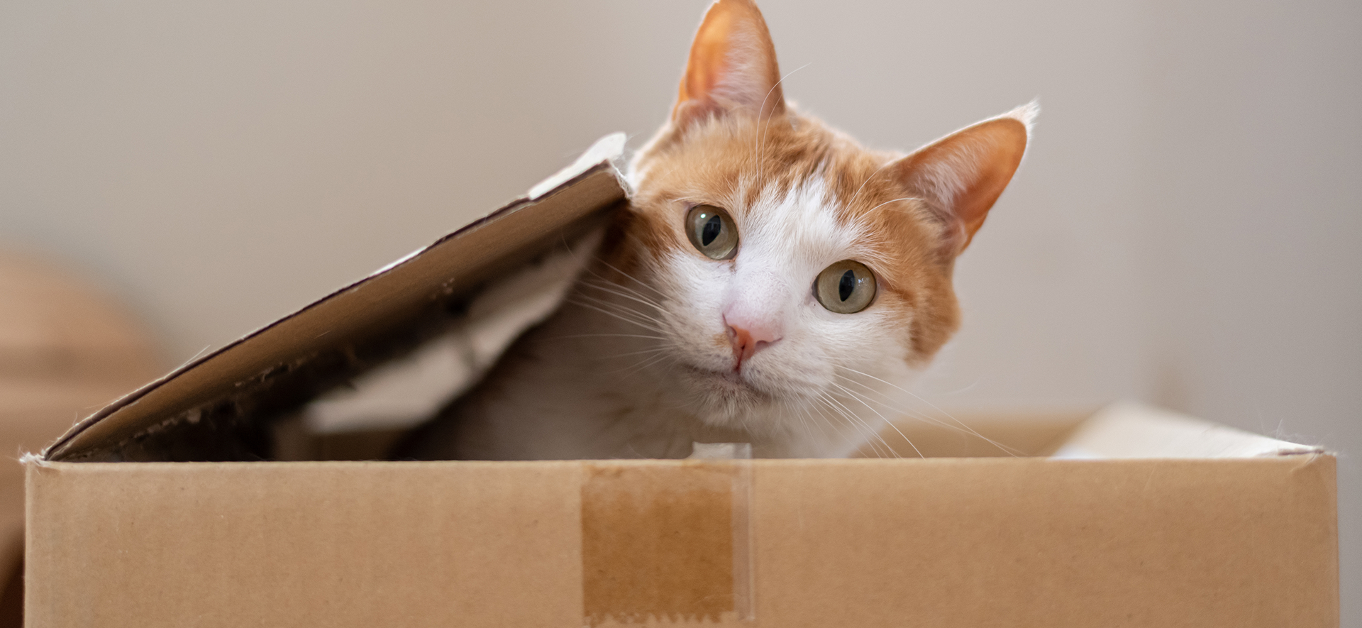  los gatos reconocen su nombre